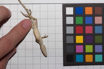 Media type: image;   Herpetology R-186854